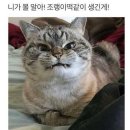 고양이 별 이미지