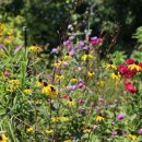 블루세이지 이미지