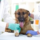 홈종합동물병원 이미지