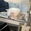 미미츄네일 | 건망증이 있나