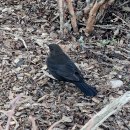Blackbird 이미지