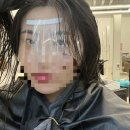 온누리애견미용실 네이버블로그