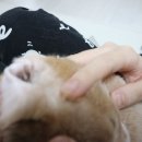 고양이 귀지 귀 청소 진드기 예방 위한 세정제