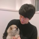 puppy lounge 이미지