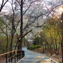 경희대학교 | 후지필름 X20으로 담은 경희대학교 벚꽃 명소 후기｜평화의 전당 벚꽃 산책