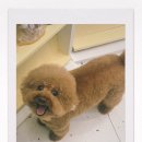 멍멍부띠끄 이미지