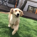 아산 반려견 교육센터 이미지