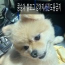 다니엘동물병원 | [김콩]강아지 심장병 폐성 고혈압 진단 /서초 다니엘 동물 병원 초음파 검진 후기 /서이추환영