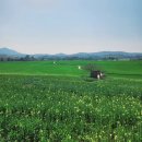 효재농장 | [ 전라북도 가볼만한곳 ] 고창 보리나라 학원농장 청보리밭