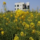 산방산 머물다 이미지