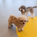 옐레드 송파헬리오시티점 이미지