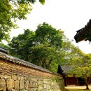 공주밤꽃향기 | 울창한 숲길 산책 인생샷 명소, 공주 마곡사
