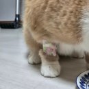 비비그루밍 | 엑죠틱 숏헤어 고양이 각막괴사증 수술기 2탄 (수술비용, 수술 후 관리)