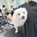 그루머연 | 캐나다 애견 미용사 워킹 홀리데이 취업 및 현실