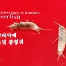 🏛️ 한밤중 아파트 방바닥에 나타난 은빛 불청객, 좀벌레 이미지