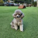 오블리&화이트펫 이미지