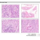 우리들동물병원 | 고양이 폐종양 수술 잘 하는 병원, 고양이 전문 우리들동물메디컬센터 후기