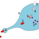 60여개의 가수분해 효소를 가진 리소좀의 생리기능 - apoptosis, efferocytosis의 이해를 위해 이미지