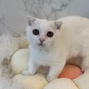 도그마루 강아지고양이 인천논현점 이미지