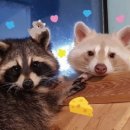 멍이와 쿤이 이미지