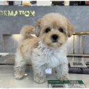 행복한강아지 이미지