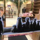 에덴미어캣프랜즈 이미지