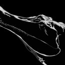 사르코수쿠스 이미지