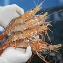 도화반점 이미지