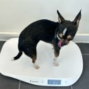 뽀송그루밍 이미지