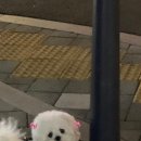 진민네 이미지