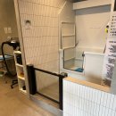 댕댕샤워 이미지