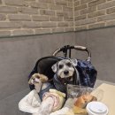 펫아울렛 | 롯데프리미엄아울렛 애견동반 현실 후기 (3월1일 법 개정 이후 폴바셋 음료도 금지? 펫그라운드 필수 이용)