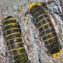 은혜김밥 이미지