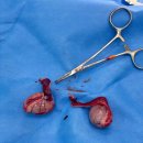 NR-3[동일로]-하-126 | 유기견 잠복고환 교정 중성화수술 후기｜8개월령 수컷 강아지 전신마취·입원관리·항생제 처방까지