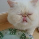 루이앤독스 이미지