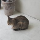 르포닐에이엠 이미지