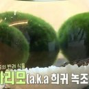 마리모 이미지
