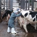 경기도 북부동물위생시험소 | 경기북부 축산농가 대상 젖소 결핵 공동검진 확대 - 연천뉴스