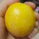 은빛다밤 | 랑콤 UV 엑스퍼트 차단 CC 커버 아시나용?? - 리뷰