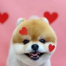 하이몽 애견미용실 이미지