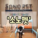 펫앤스토리 | &lt;강원 홍천&gt; 반려견과 2박3일 호캉스를 &#39;소노펫&#39;