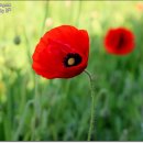 통영서커스 이미지