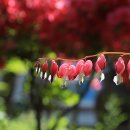 야생화마을펜션민박 이미지