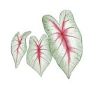 꽃과나무(Flower tree) 이미지