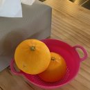 미깡낭밭 이미지