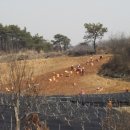 금일인삼