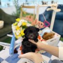 블리독수원점 고양이강아지분양 미니비숑프리제말티푸포메입양 이미지