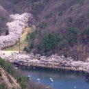 2024년 4월 14일 (일) 진안 마이산, 핑크빛 꽃비가 흩날리는 탑사 전경 이미지