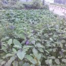 신길농장 이미지