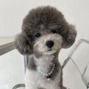 포동이 이미지